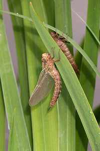 Brachytron pratense (Aeshnidae)  - aeschne printanière - Hairy Dragonfly Ardennes [France] 01/05/2012 - 200m