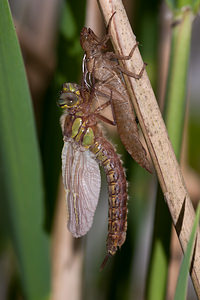 Brachytron pratense (Aeshnidae)  - aeschne printanière - Hairy Dragonfly Marne [France] 05/05/2012 - 190m