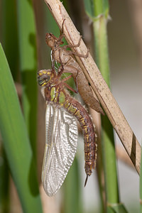 Brachytron pratense (Aeshnidae)  - aeschne printanière - Hairy Dragonfly Marne [France] 05/05/2012 - 190m