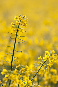 Brassica napus (Brassicaceae)  - Colza - Rape Marne [France] 04/05/2012 - 90m