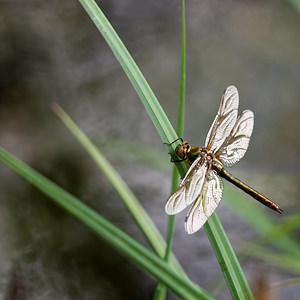 Cordulia aenea (Corduliidae)  - Cordulie bronzée - Downy Emerald Meuse [France] 07/05/2012 - 190m