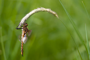 Epitheca bimaculata (Corduliidae)  - Épithèque bimaculée, Cordulie à deux taches Meuse [France] 07/05/2012 - 200m