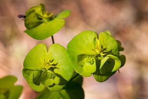 Euphorbia amygdaloides (Euphorbiaceae)  - Euphorbe faux amandier, Euphorbe des bois, Herbe à la faux - Wood Spurge Drome [France] 14/05/2012 - 970m