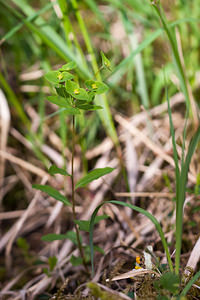 Euphorbia dulcis (Euphorbiaceae)  - Euphorbe douce - Sweet Spurge Drome [France] 14/05/2012 - 980m