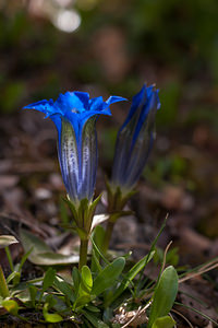 Gentiana angustifolia (Gentianaceae)  - Gentiane à feuilles étroites, Gentiane à feuilles allongées Drome [France] 14/05/2012 - 1110m