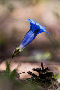 Gentiana angustifolia (Gentianaceae)  - Gentiane à feuilles étroites, Gentiane à feuilles allongées Drome [France] 14/05/2012 - 980m