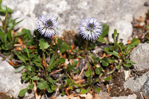 Globularia cordifolia (Plantaginaceae)  - Globulaire à feuilles en coeur, Globulaire à feuilles cordées, Veuve-céleste Drome [France] 14/05/2012 - 1120m