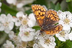 Hamearis lucina (Riodinidae)  - Lucine, Fauve à taches blanches, Faune à taches blanches - Duke of Burgundy Fritillary Drome [France] 18/05/2012 - 920m