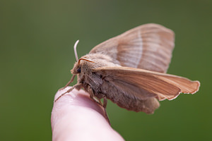 Macrothylacia rubi (Lasiocampidae)  - Bombyx de la Ronce, Polyphage - Fox Moth Drome [France] 17/05/2012 - 920m