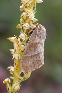 Macrothylacia rubi (Lasiocampidae)  - Bombyx de la Ronce, Polyphage - Fox Moth Drome [France] 17/05/2012 - 920m