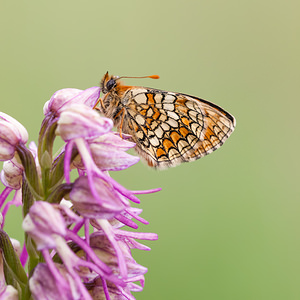 Melitaea parthenoides (Nymphalidae)  - Mélitée de la Lancéole, Mélitée des Scabieuses, Damier Parthénie Drome [France] 18/05/2012 - 920m