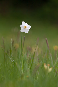 Narcissus poeticus (Amaryllidaceae)  - Narcisse des poètes - Pheasant's-eye Daffodil Drome [France] 18/05/2012 - 920m