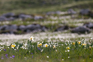 Narcissus pseudonarcissus (Amaryllidaceae)  - Narcisse faux narcisse, Jonquille des bois, Jonquille, Narcisse trompette Drome [France] 15/05/2012 - 1450m