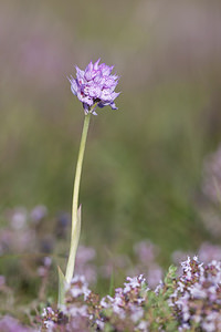 Neotinea tridentata (Orchidaceae)  - Néotinée tridentée, Orchis à trois dents, Orchis tridenté Drome [France] 16/05/2012 - 450m