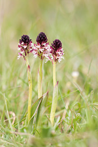 Neotinea ustulata (Orchidaceae)  - Néotinée brûlée, Orchis brûlé - Burnt Orchid Drome [France] 17/05/2012 - 960m