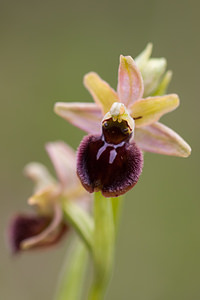 Ophrys aranifera (Orchidaceae)  - Ophrys araignée, Oiseau-coquet - Early Spider-orchid Meuse [France] 07/05/2012 - 330m
