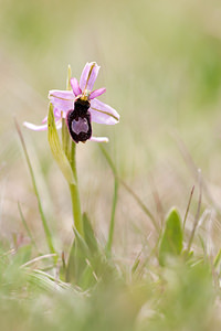 Ophrys saratoi (Orchidaceae)  - Ophrys de Sarato, Ophrys de la Drôme Drome [France] 17/05/2012 - 960m