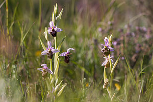 Ophrys vetula (Orchidaceae)  - Ophrys vieux Drome [France] 16/05/2012 - 450m