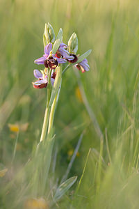 Ophrys vetula (Orchidaceae)  - Ophrys vieux Drome [France] 16/05/2012 - 460m