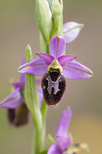 Ophrys x chiesesica (Orchidaceae)  - OphrysOphrys fuciflora x Ophrys saratoi. Drome [France] 16/05/2012 - 620mle vrai parent 1, O pseudoscolopax n'a ?t? s?par? de O Fuciflora qu'en 1999, soit 10 ans apr?s la description de cet hybride qui a ?t? ? l'?poque attribu? ? O fuciflora.