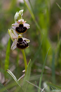 Ophrys x obscura (Orchidaceae)  - Ophrys obscurOphrys fuciflora x Ophrys sphegodes. Meuse [France] 07/05/2012 - 310m