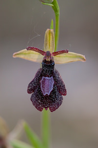 Ophrys x royanensis (Orchidaceae)  - Ophrys du RoyansOphrys insectifera x Ophrys saratoi. Drome [France] 16/05/2012 - 440m