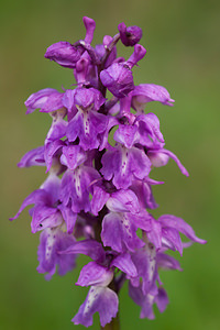 Orchis mascula (Orchidaceae)  - Orchis mâle - Early-purple Orchid Cote-d'Or [France] 10/05/2012 - 570m