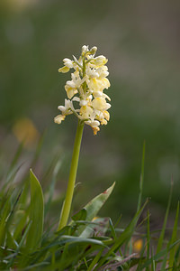 Orchis pallens (Orchidaceae)  - Orchis pâle - Pale-flowered Orchid Drome [France] 15/05/2012 - 1300m