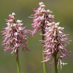 Orchis x bergonii (Orchidaceae)  - Orchis de BergonOrchis anthropophora x Orchis simia. Drome [France] 16/05/2012 - 630m