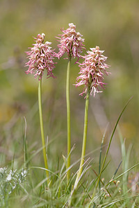 Orchis x bergonii (Orchidaceae)  - Orchis de BergonOrchis anthropophora x Orchis simia. Drome [France] 16/05/2012 - 630m