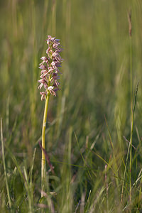 Orchis x bergonii (Orchidaceae)  - Orchis de BergonOrchis anthropophora x Orchis simia. Drome [France] 16/05/2012 - 460m