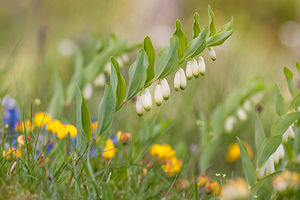 Polygonatum odoratum (Asparagaceae)  - Sceau-de-Salomon odorant, Polygonate officinal, Sceau-de-Salomon officinal - Angular Solomon's-seal Drome [France] 17/05/2012 - 920m