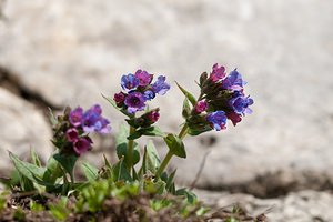 Pulmonaria montana (Boraginaceae)  - Pulmonaire des montagnes - Mountain Lungwort Drome [France] 15/05/2012 - 1300m