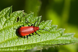 Pyrochroa serraticornis (Pyrochroidae)  - Mazarin des écorces, Cardinal à tête rouge - Common Cardinal Beetle Marne [France] 04/05/2012 - 80m