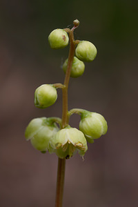 Pyrola chlorantha (Ericaceae)  - Pyrole à fleurs verdâtres, Pyrole verdâtre Drome [France] 13/05/2012 - 630m