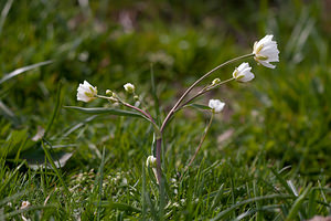 Ranunculus kuepferi (Ranunculaceae)  - Renoncule de Küpfer Drome [France] 15/05/2012 - 1450m