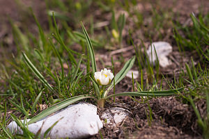 Ranunculus kuepferi (Ranunculaceae)  - Renoncule de Küpfer Drome [France] 15/05/2012 - 1460m