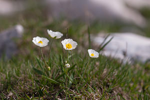 Ranunculus kuepferi (Ranunculaceae)  - Renoncule de Küpfer Drome [France] 15/05/2012 - 1470m