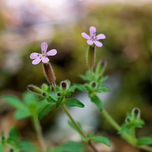 Saponaria ocymoides (Caryophyllaceae)  - Saponaire faux basilic, Saponaire de Montpellier - Rock Soapwort Drome [France] 14/05/2012 - 1120m