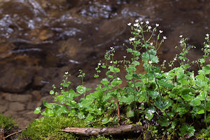 Saxifraga rotundifolia (Saxifragaceae)  - Saxifrage à feuilles rondes - Round-leaved Saxifrage Drome [France] 17/05/2012 - 630m