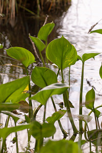 Calla palustris (Araceae)  - Calla des marais, Arum d'eau, Choucelle, Anguine - Bog Arum Moselle [France] 02/06/2012 - 250m