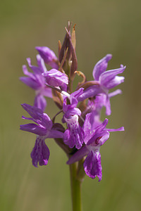 Dactylorhiza traunsteineri (Orchidaceae)  - Dactylorhize de Traunsteiner, Orchis de Traunsteiner - Narrow-leaved Marsh-orchid Moselle [France] 02/06/2012 - 250m