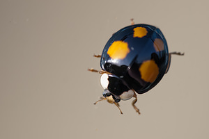 Harmonia axyridis (Coccinellidae)  - Coccinelle asiatique, Coccinelle arlequin - Harlequin ladybird, Asian ladybird, Asian ladybeetle Meuse [France] 29/06/2012 - 340mforme spectabilis