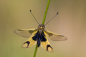 Libelloides longicornis (Ascalaphidae)  - Ascalaphe ambré Meuse [France] 29/06/2012 - 340m