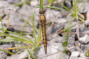 Orthetrum cancellatum (Libellulidae)  - Orthétrum réticulé - Black-tailed Skimmer Meuse [France] 30/06/2012 - 340mm?le immature