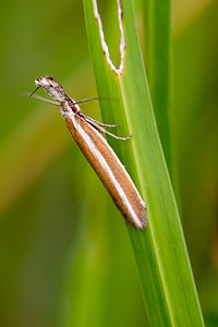 Pleurota aristella (Oecophoridae)  Meuse [France] 30/06/2012 - 340m