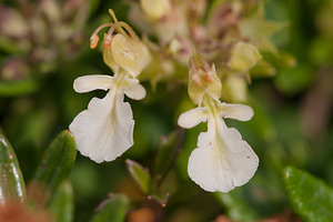 Teucrium montanum (Lamiaceae)  - Germandrée des montagnes Meuse [France] 30/06/2012 - 340m