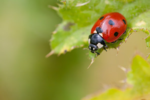 Coccinella septempunctata (Coccinellidae)  - Coccinelle à 7 points, Coccinelle, Bête à bon Dieu - Seven-spot Ladybird Nord [France] 21/07/2012 - 30m