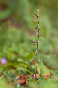 Epipactis microphylla (Orchidaceae)  - Épipactide à petites feuilles, Épipactis à petites feuilles Haute-Savoie [France] 06/07/2012 - 930m