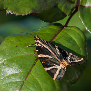 Euplagia quadripunctaria (Erebidae)  - Écaille chinée - Jersey Tiger Nord [France] 23/07/2012 - 40m